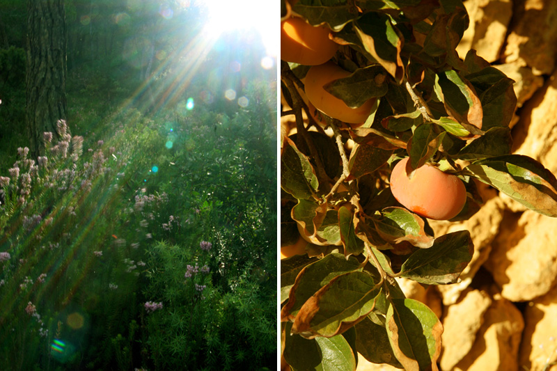 Enchanted Forest and Golden Sharon Fruit